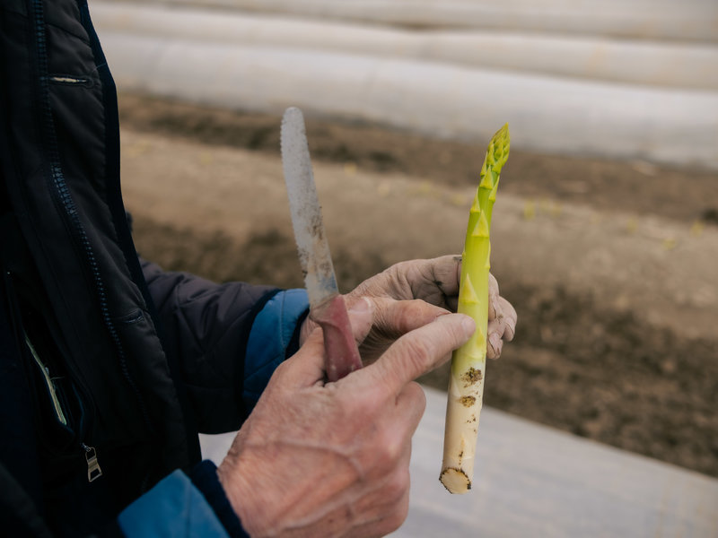 Mann hält Spargel