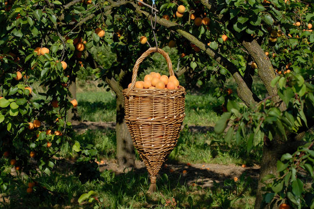 Marillenernte - Wachau Nibelungengau Kremstal