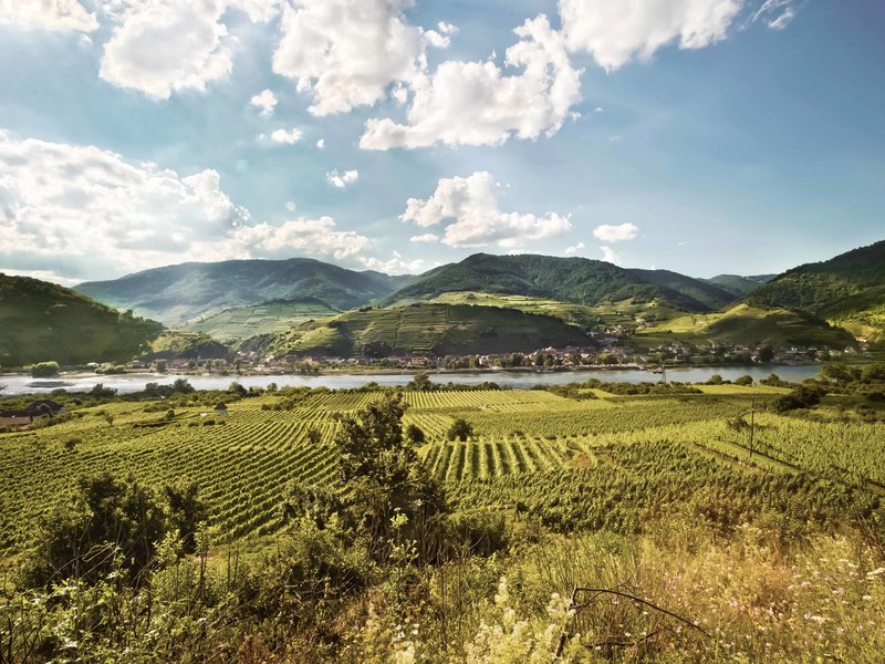 Die Weingärten der Wachau mit Blick auf Spitz an der Donau