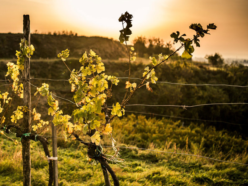 Herbstlandschaft Kirchberg am Wagram © Robert Herbst