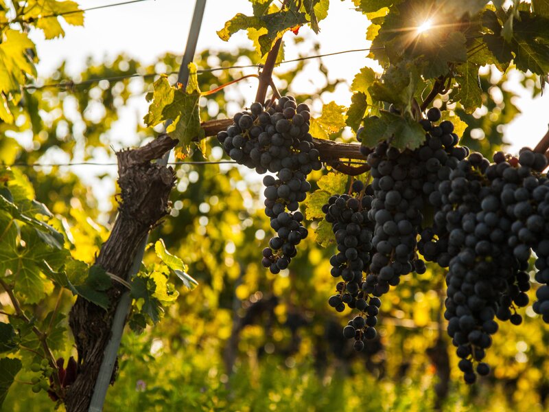 Weinherbst Carnuntum Göttlesbrunn © Niederösterreich Werbung / Discover Austria
