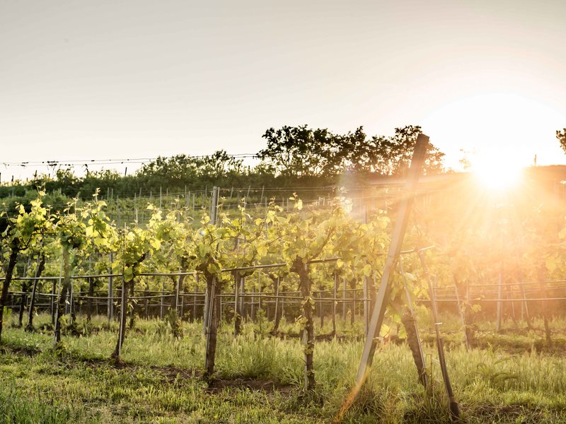 Weingärten im Frühling mit Sonneneinstrahlung