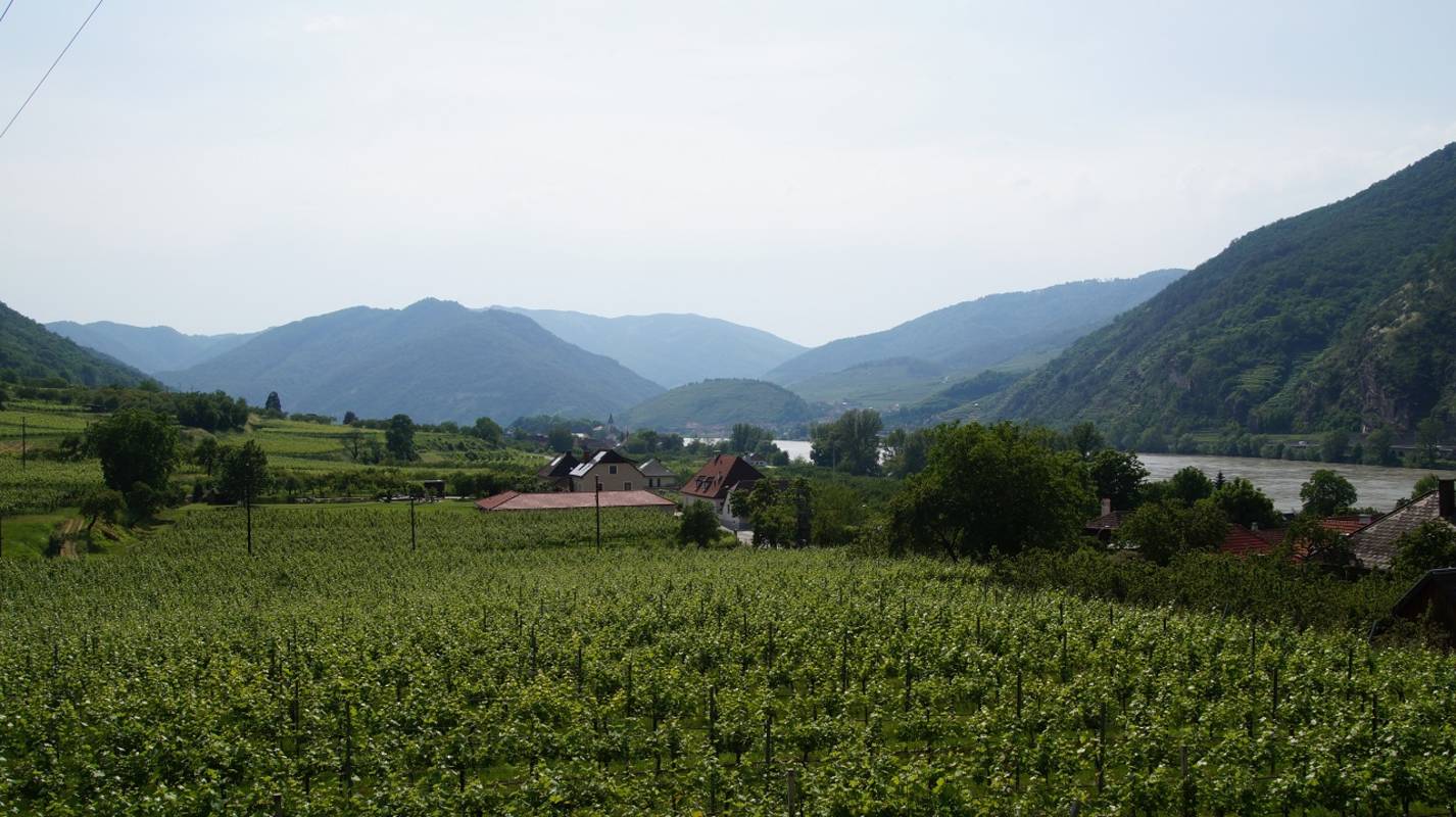 Weinberge in der Wachau mit Donau