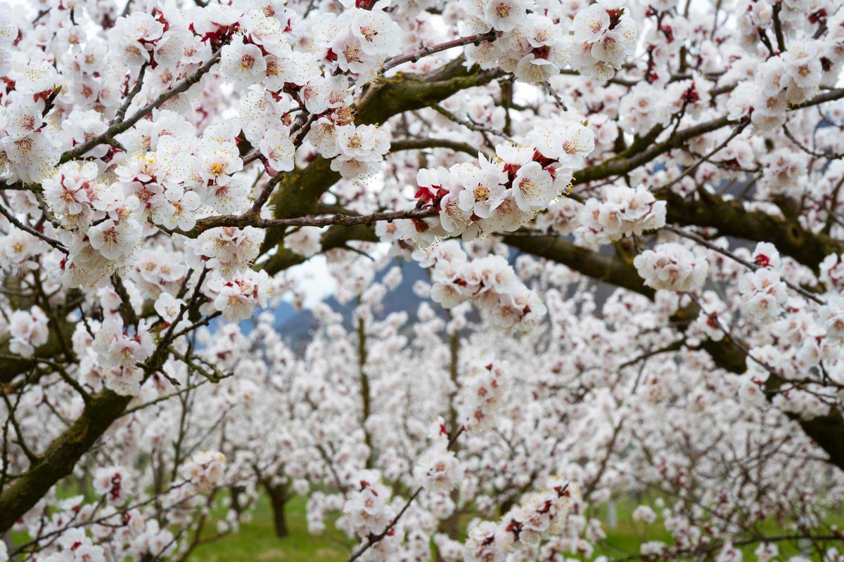 Marillenblüte_8