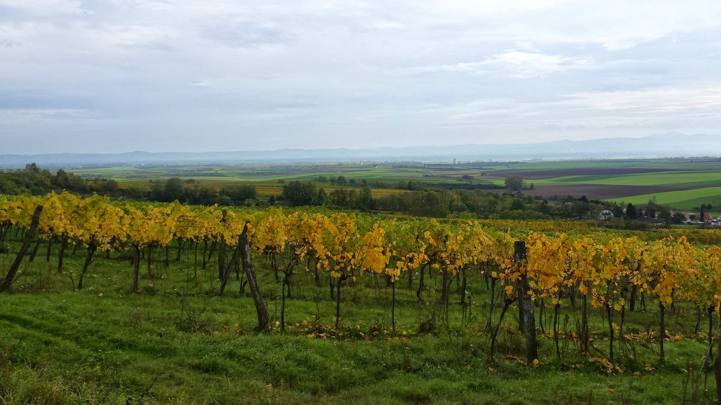 Weingut Haslinger