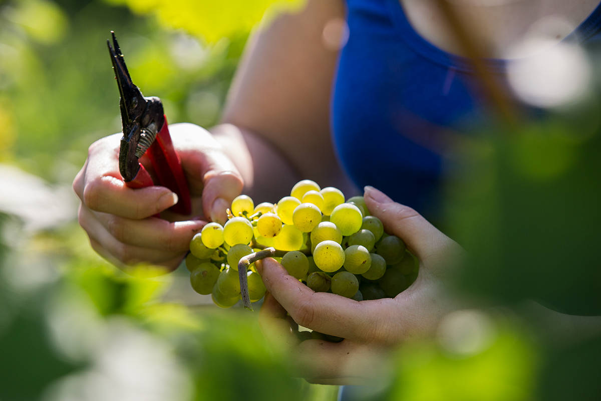 winzerin-bei-der-arbeit-uneingeschraenktes-nutzungsrecht-c-lachlan-blair_7
