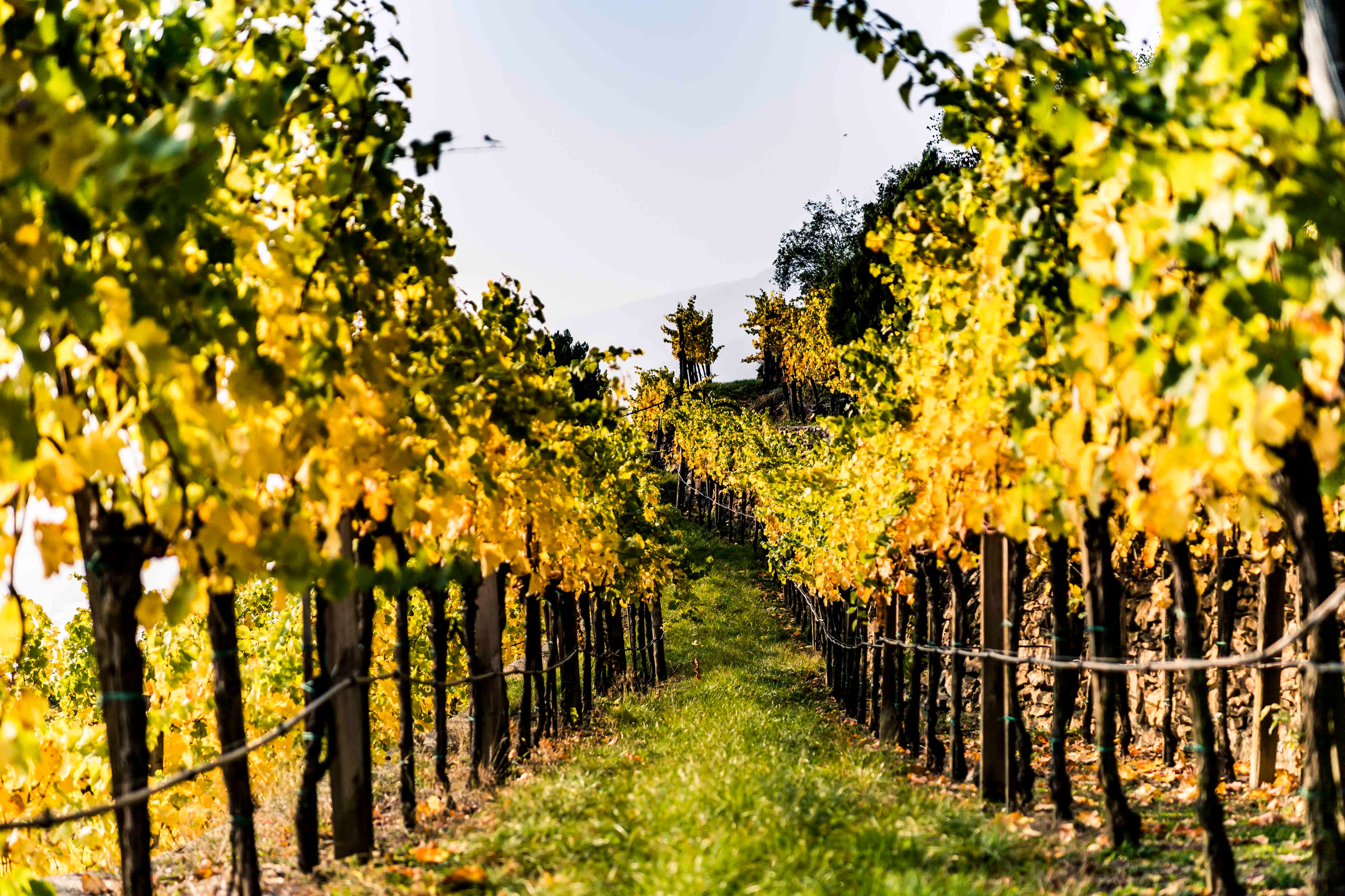 Vineyards in the fall