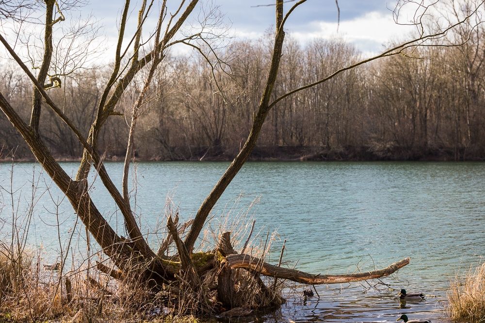 Ein Baum mit kahlen Ästen ragt über einen ruhigen See, umgeben von kahlen Bäumen am Ufer. Zwei Enten schwimmen im Vordergrund.