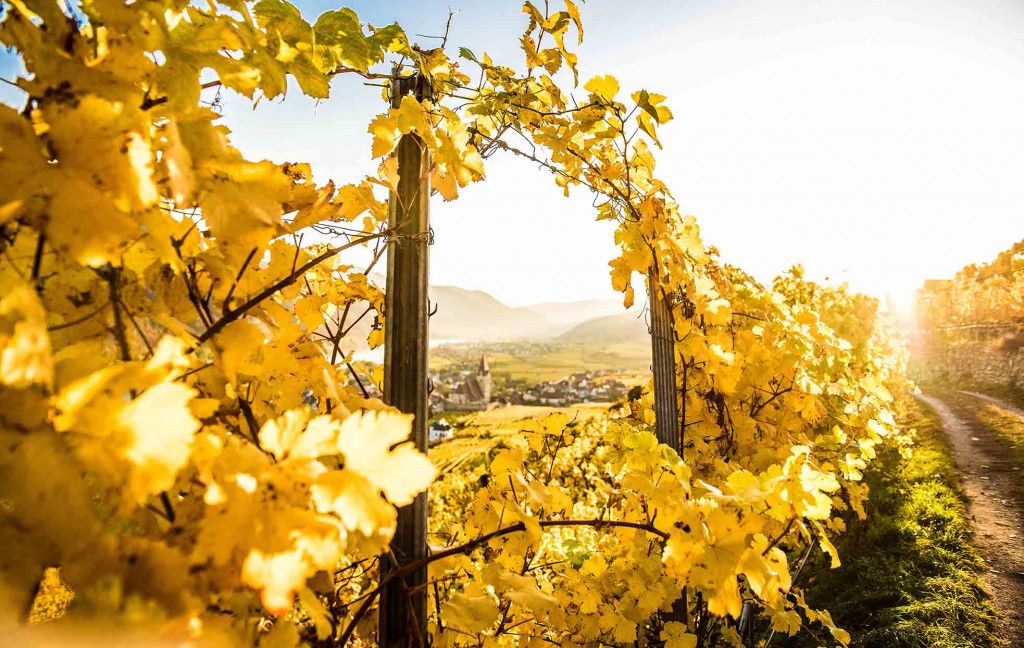 Weinreben