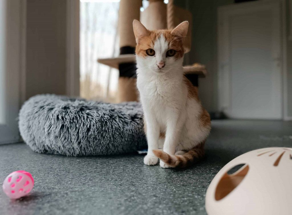 Kater Bubi im neuen Katzenhaus