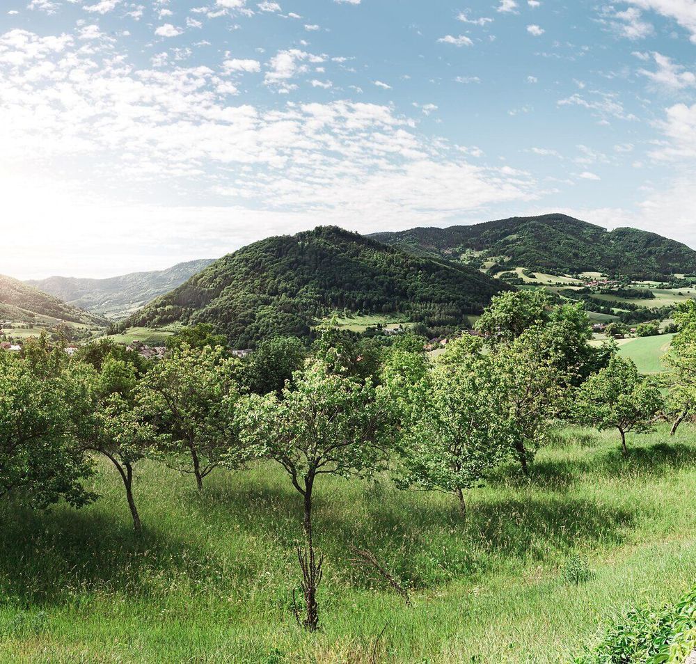 Die sanften Hügel des Naturparks Jauerling laden zu unvergesslichen Wanderungen ein. Saftige Wiesen und blühende Obstbäume schaffen eine malerische Kulisse, während die Sonne sanft über die Landschaft strahlt. Hier erleben Besucher die Ruhe und Schönheit der Natur in vollen Zügen.