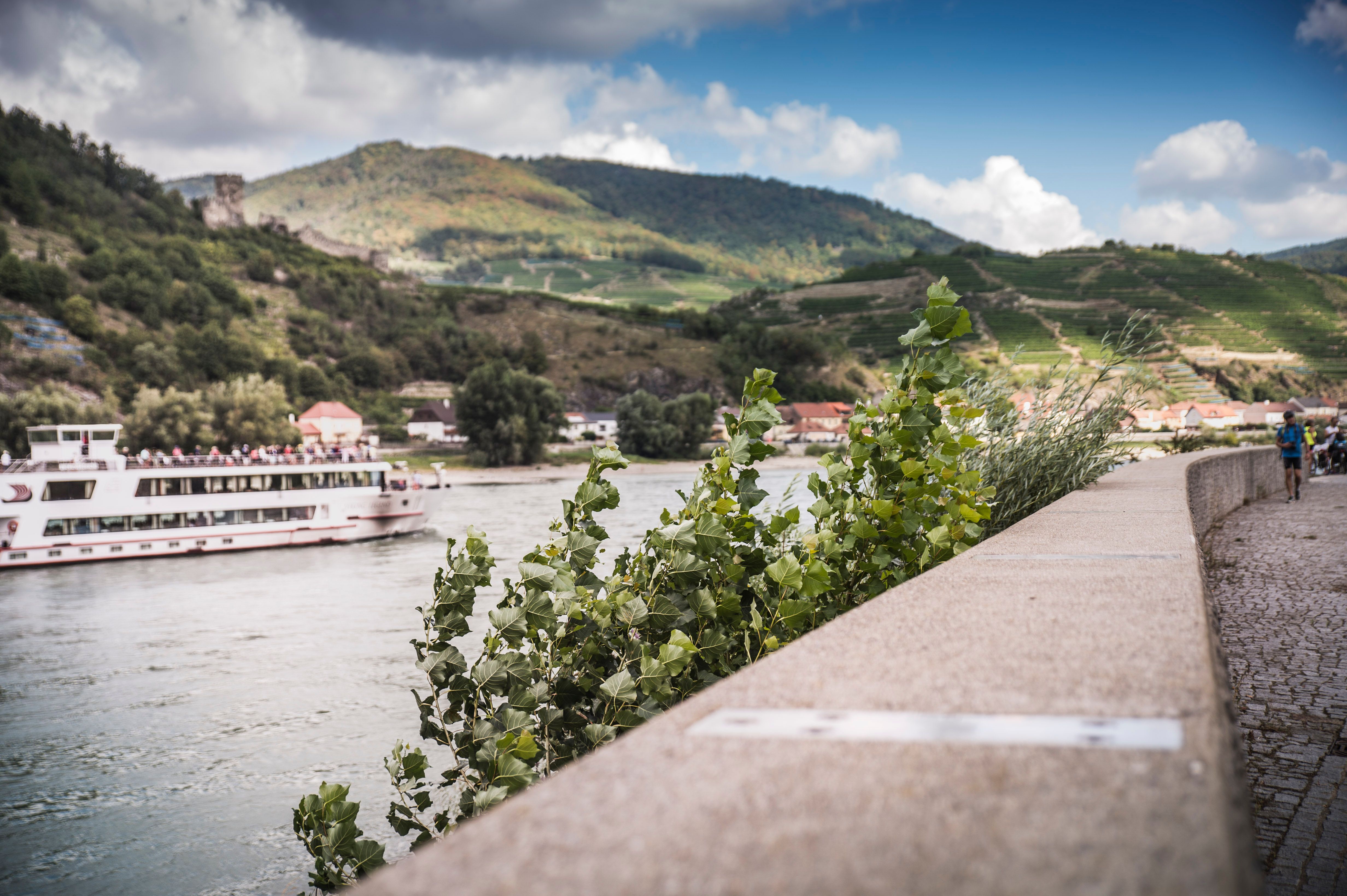 River with passing ship, in the background green hills and vineyards, in the foreground a flood protection wall with plants.