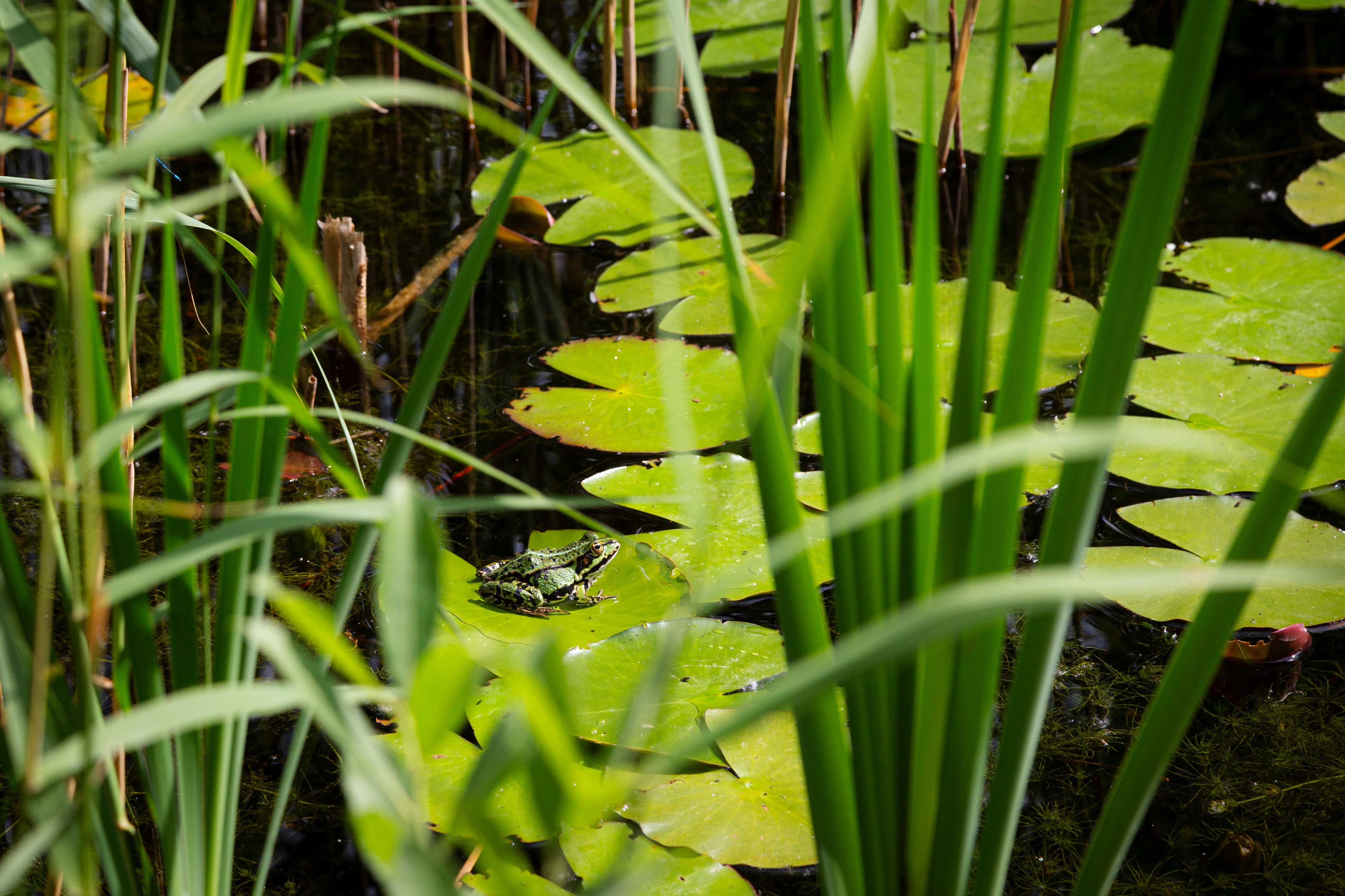 Frosch im Teich