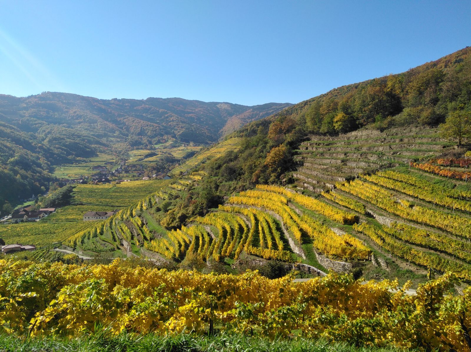 Terrassenförmige Weinberge im Spitzer Graben mit herbstlichen Farben und blauem Himmel.