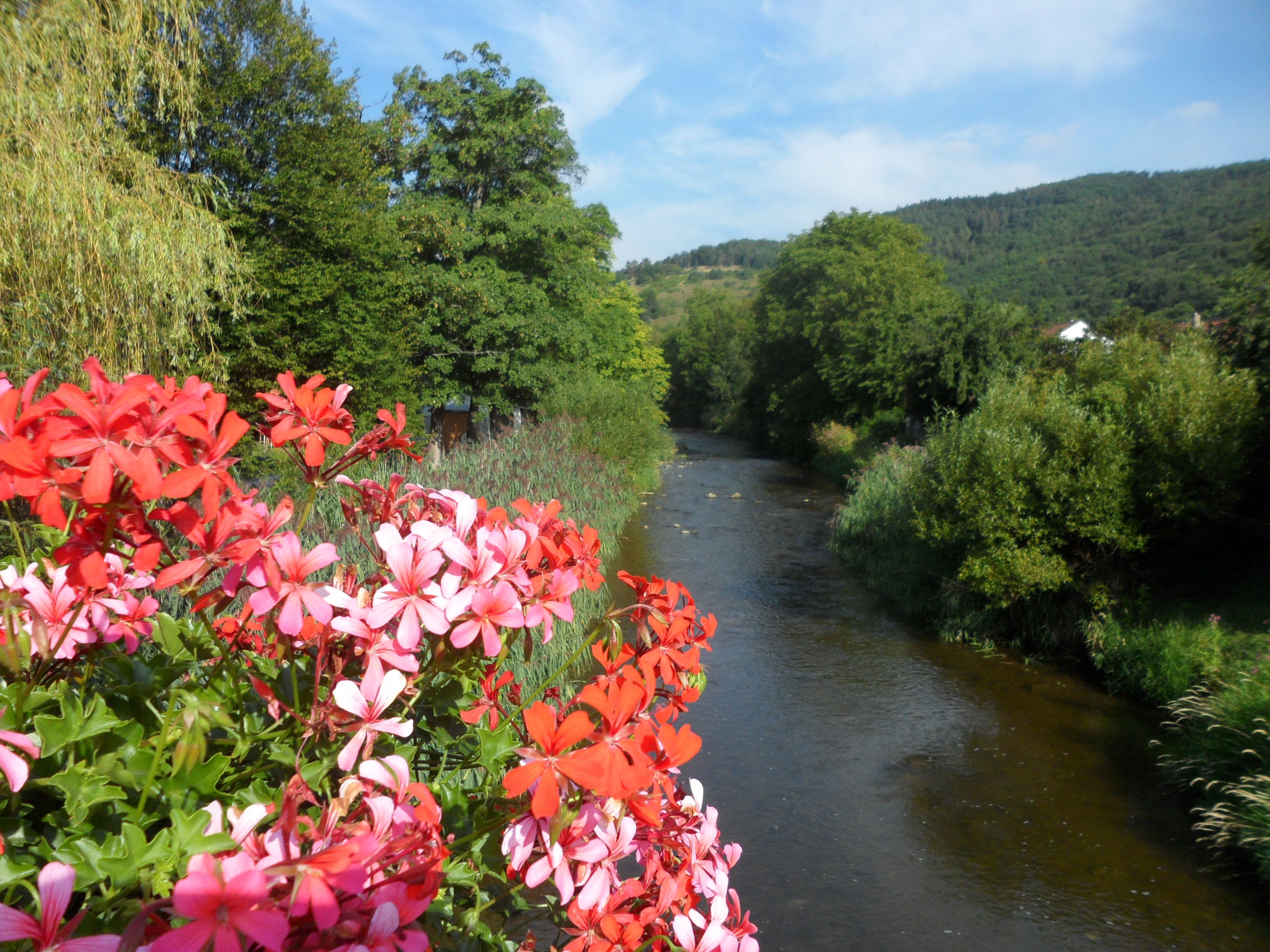 Fluss mit bunten Blumen im Vordergrund und bewaldeten Hügeln im Hintergrund.