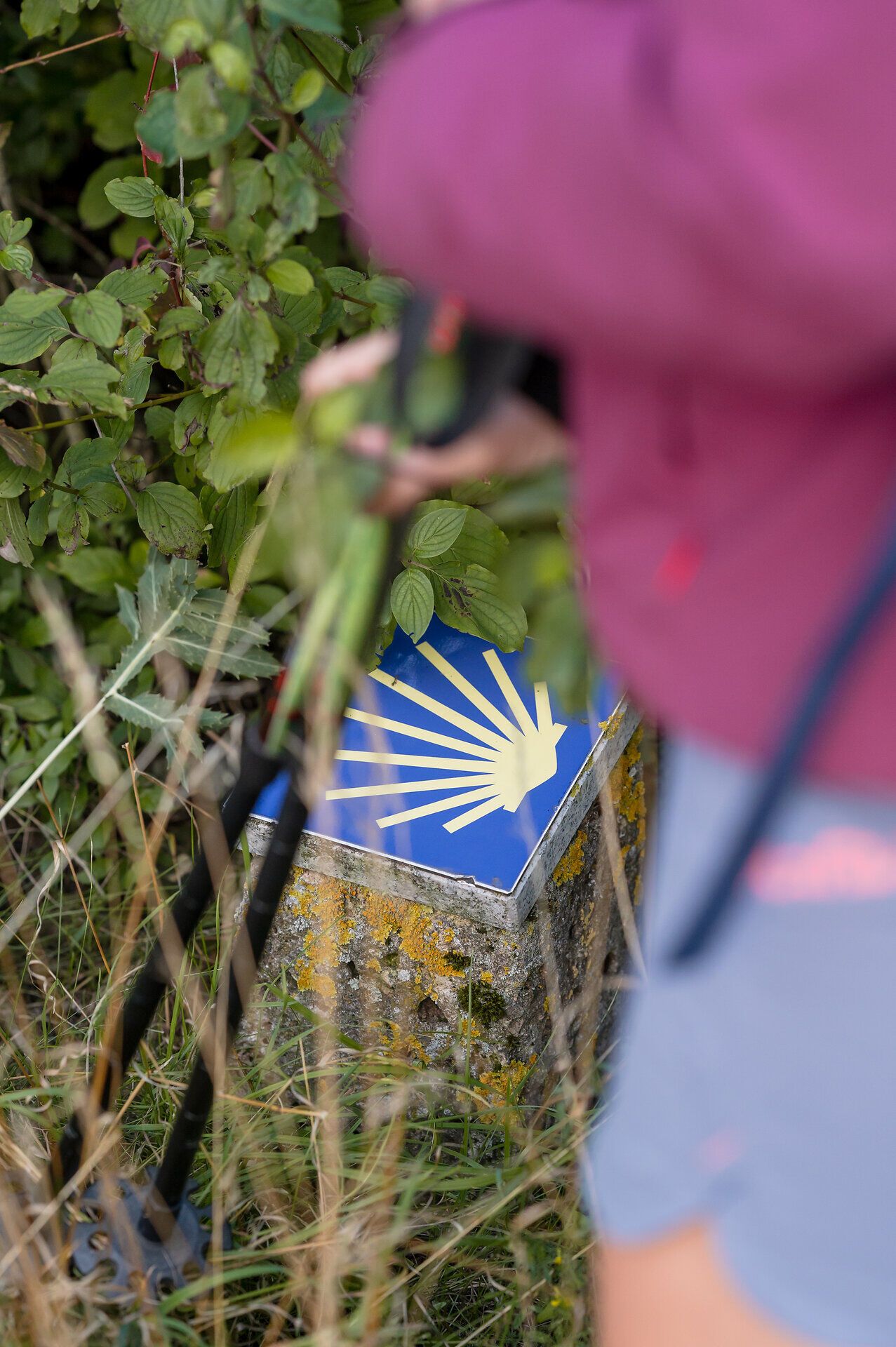 Das Logo des Jakobsweges (gelbe illustrierte Muschel auf blauem Hintergrund) weist einer wandernden Person den Weg.