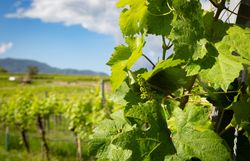Im Frühling erblühen die Weinberge in voller Pracht und laden zu einem Spaziergang durch die sanften Hügel ein. Die frischen, grünen Blätter der Reben glänzen im Sonnenlicht und versprechen eine reiche Ernte. Hier, wo die Natur erwacht, spürt man die Vorfreude auf die bevorstehenden Weinfeste.