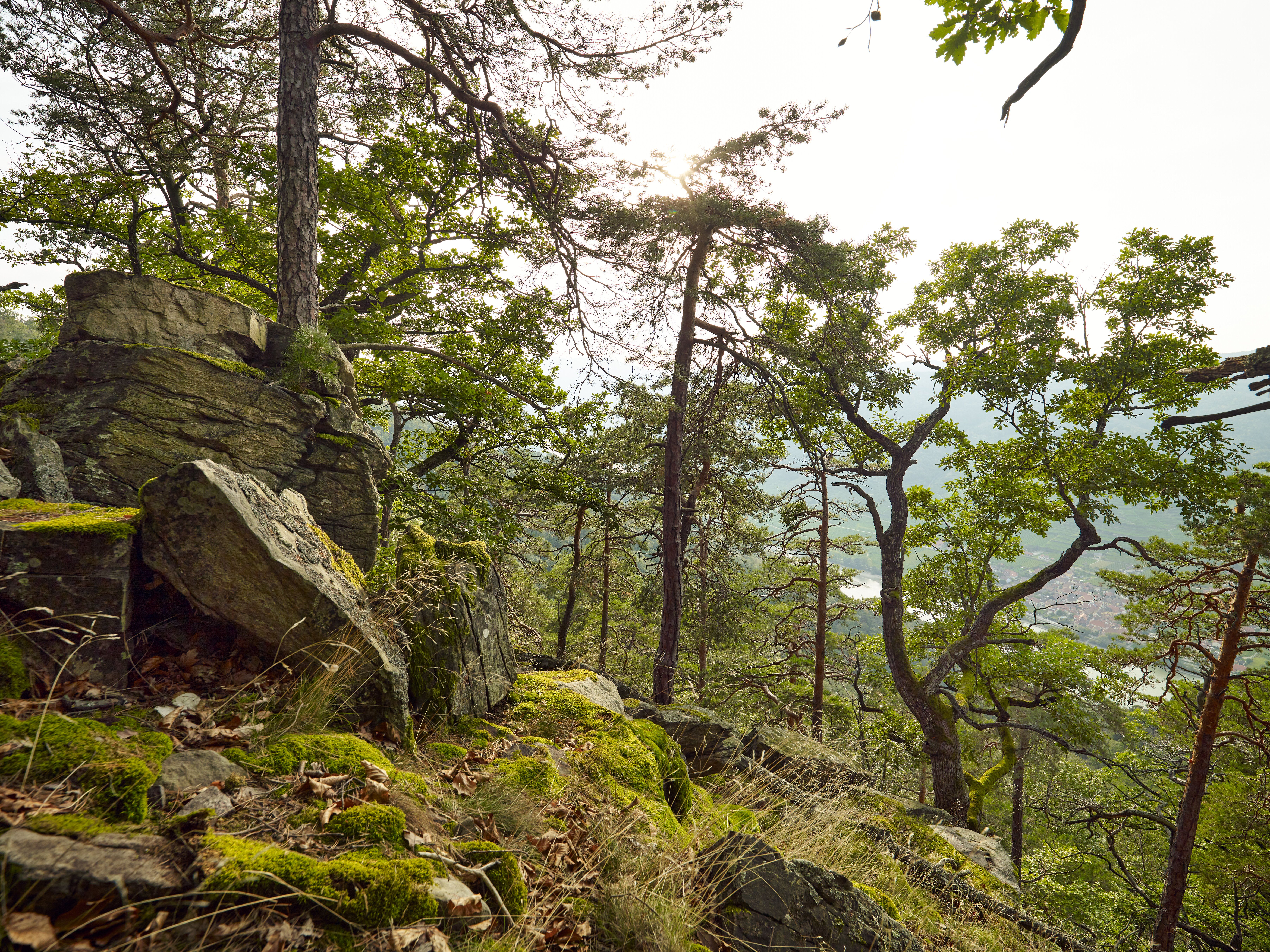 Die sanften Hügel des Dunkelsteinerwaldes laden zu einem erholsamen Spaziergang ein. Umgeben von majestätischen Bäumen und moosbedeckten Steinen, entfaltet sich hier die Ruhe der Natur in voller Pracht. Ein Ort, an dem die Seele baumeln kann und die Schönheit der Landschaft zum Verweilen einlädt.