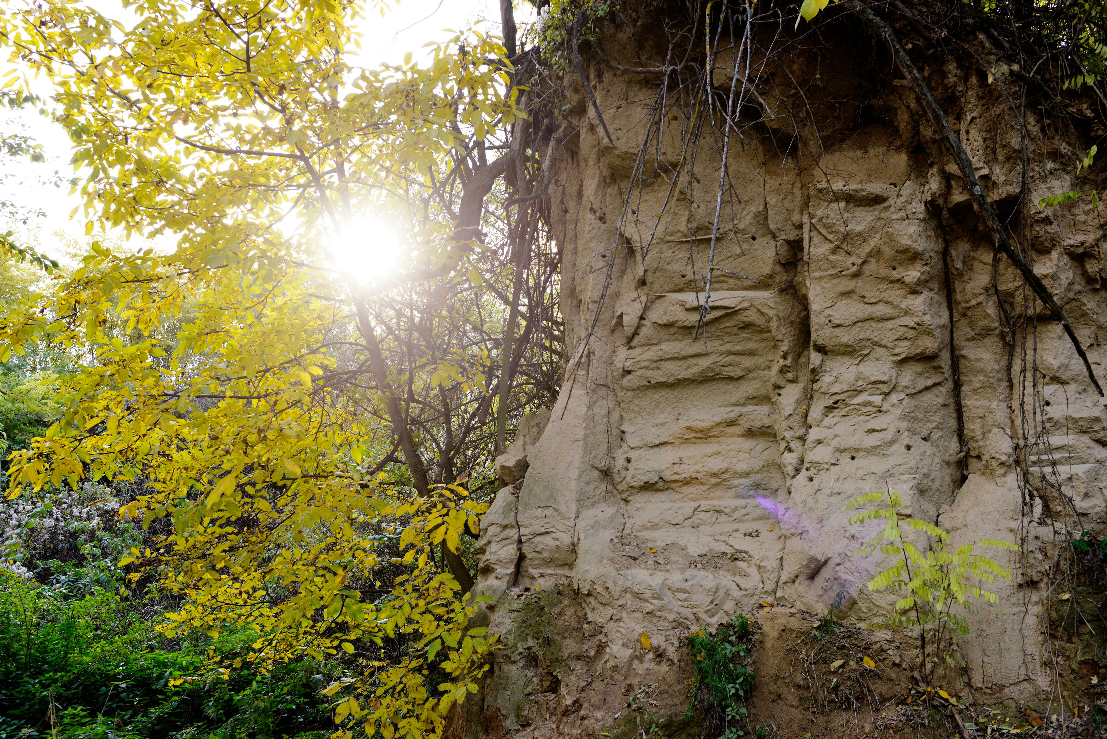 Steile, erodierte Lösswand im Wald, durchzogen von freiliegenden Wurzeln. Gelb gefärbtes Herbstlaub umrahmt die Szene, Sonnenlicht fällt durch die Bäume und erzeugt einen hellen Lichtschein.
