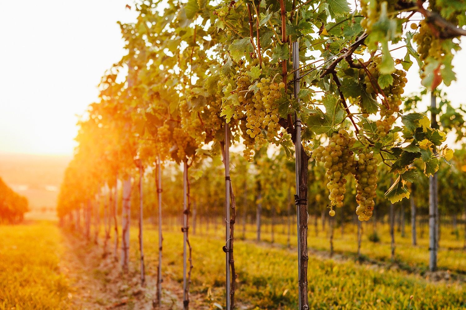 Weinreben in einem Weinberg bei Sonnenuntergang.