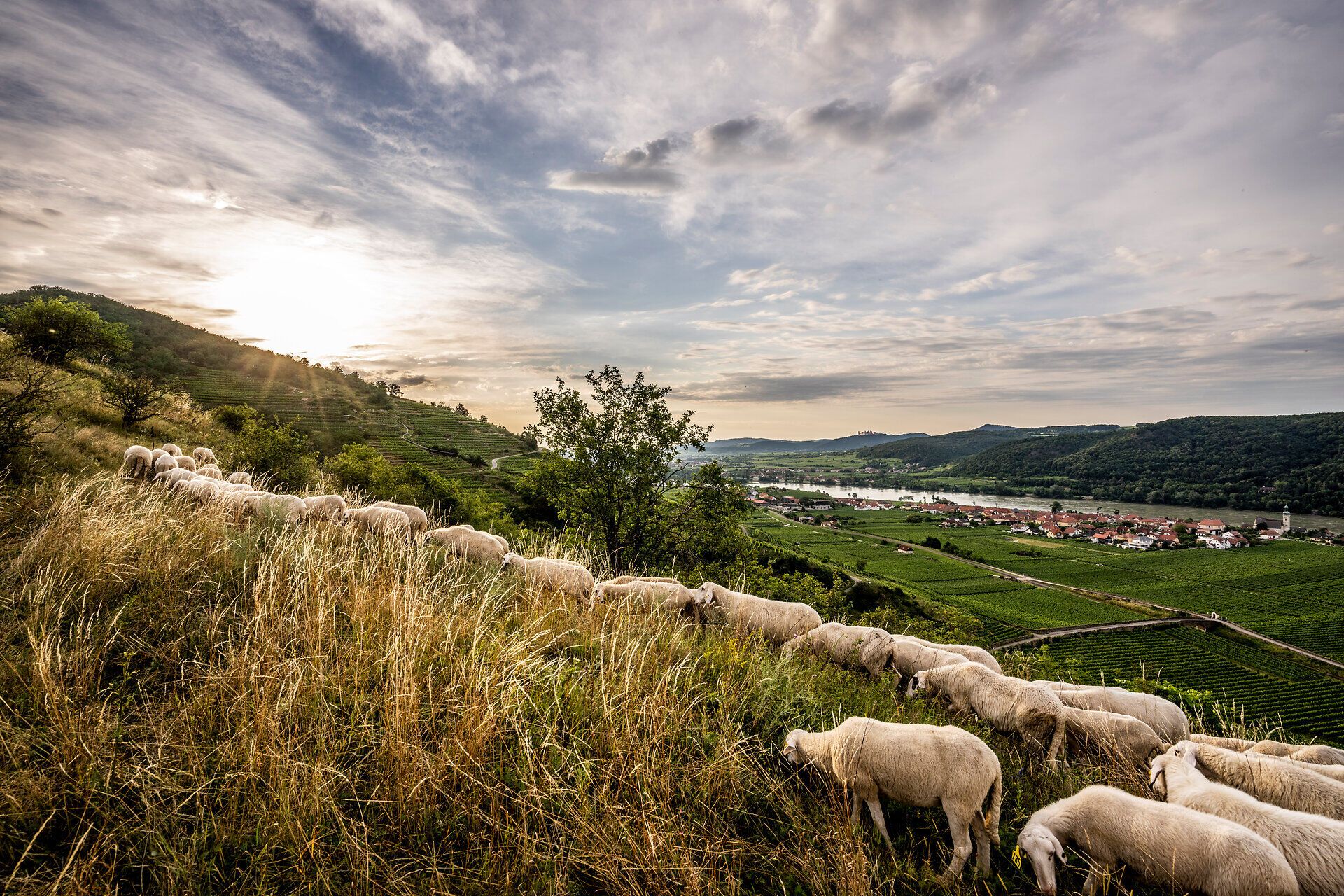 Sanfte Hügel und grüne Wiesen erstrecken sich unter einem strahlend blauen Himmel, während eine Herde Schafe friedlich die Landschaft durchstreift. Die warmen Sonnenstrahlen des Sommers verleihen der Szenerie eine einladende Atmosphäre, die zum Verweilen und Entspannen einlädt.