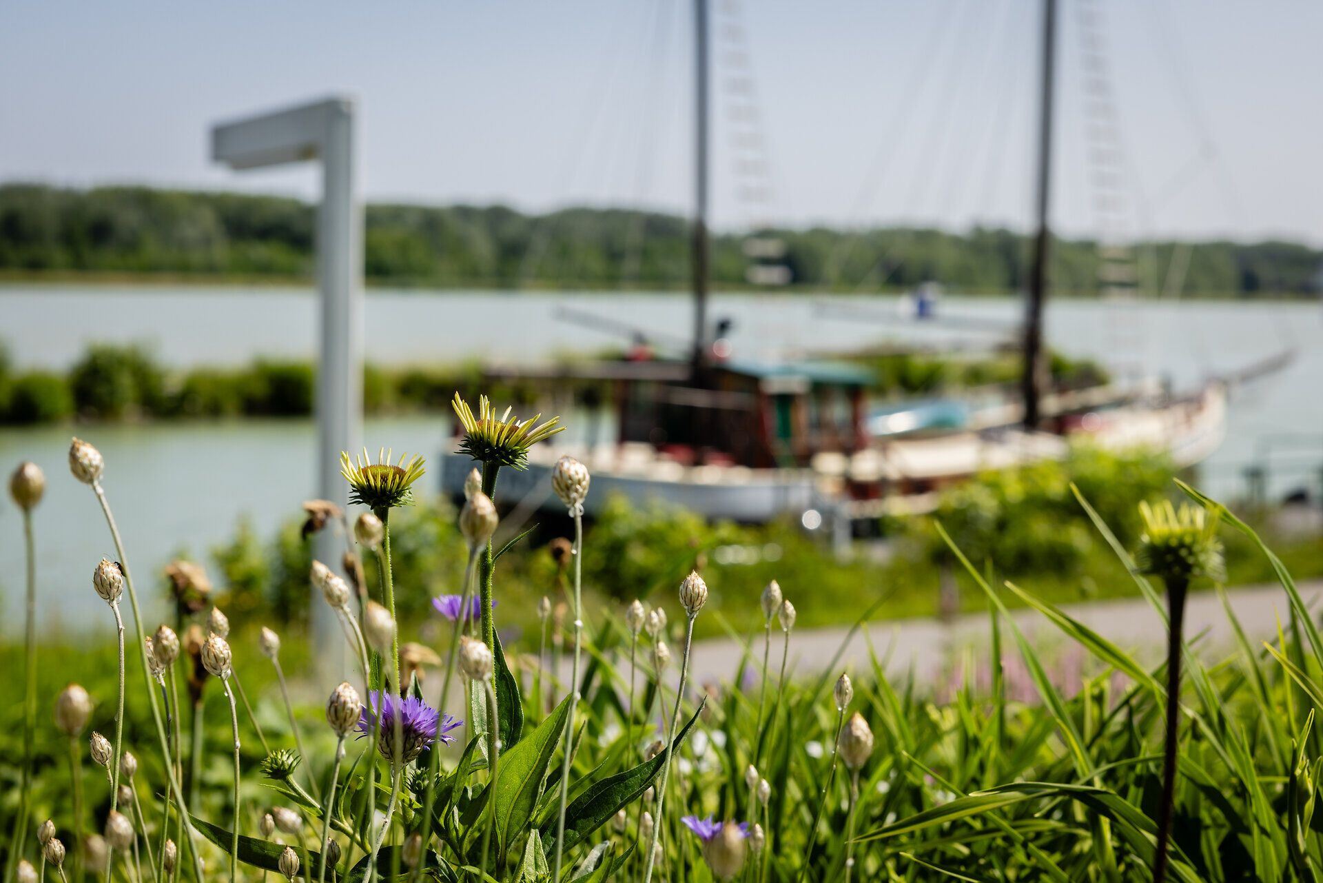 Blumenwiese mit verschwommenem Hintergrund, Regentag von Hundertwasser und Donau erkennbar