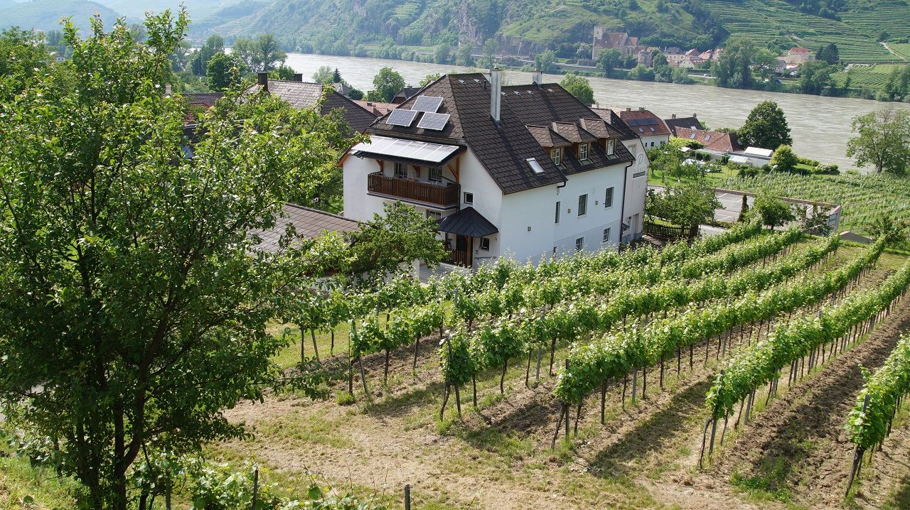Weinberg mit Haus und Fluss im Hintergrund.