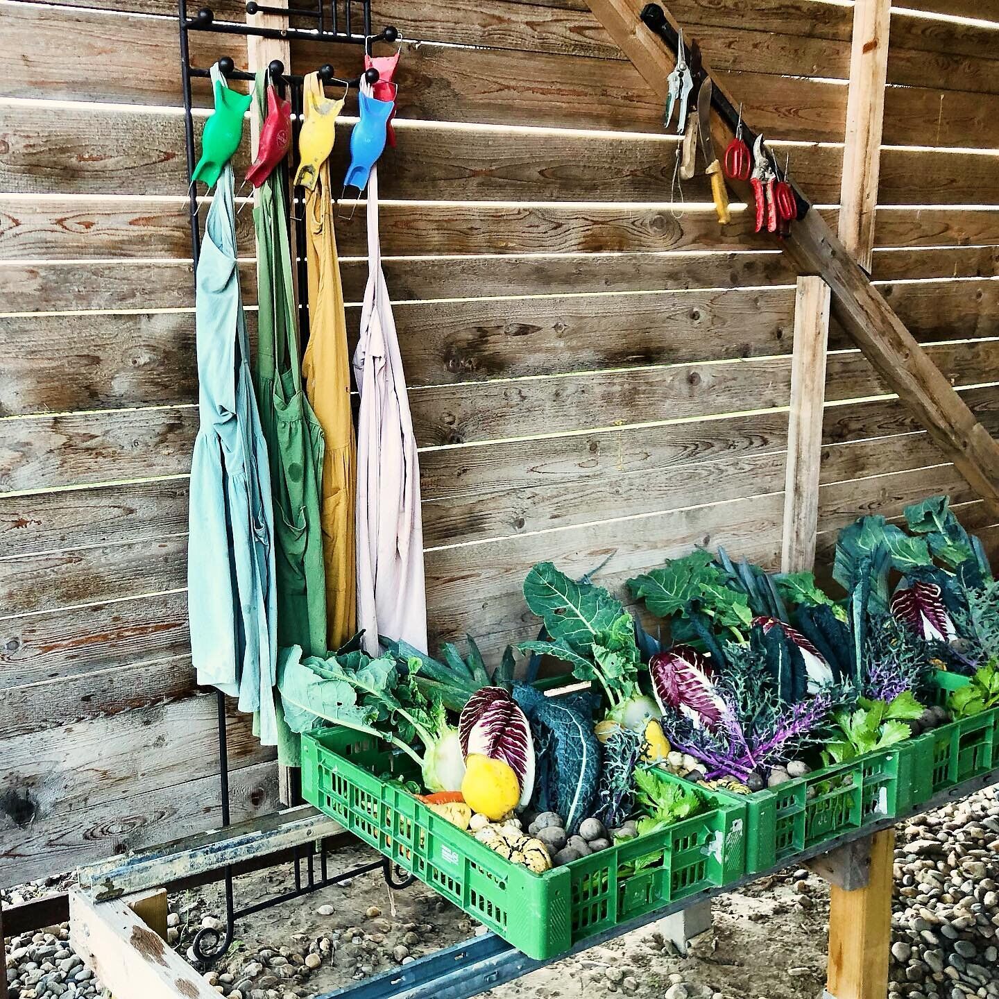 Regal mit Gartengeräten und Gemüsekisten in einer Scheune.