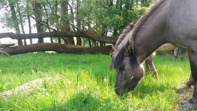 Ein Konikpferd grast auf einer grünen Wiese vor einem Hintergrund aus Bäumen.
