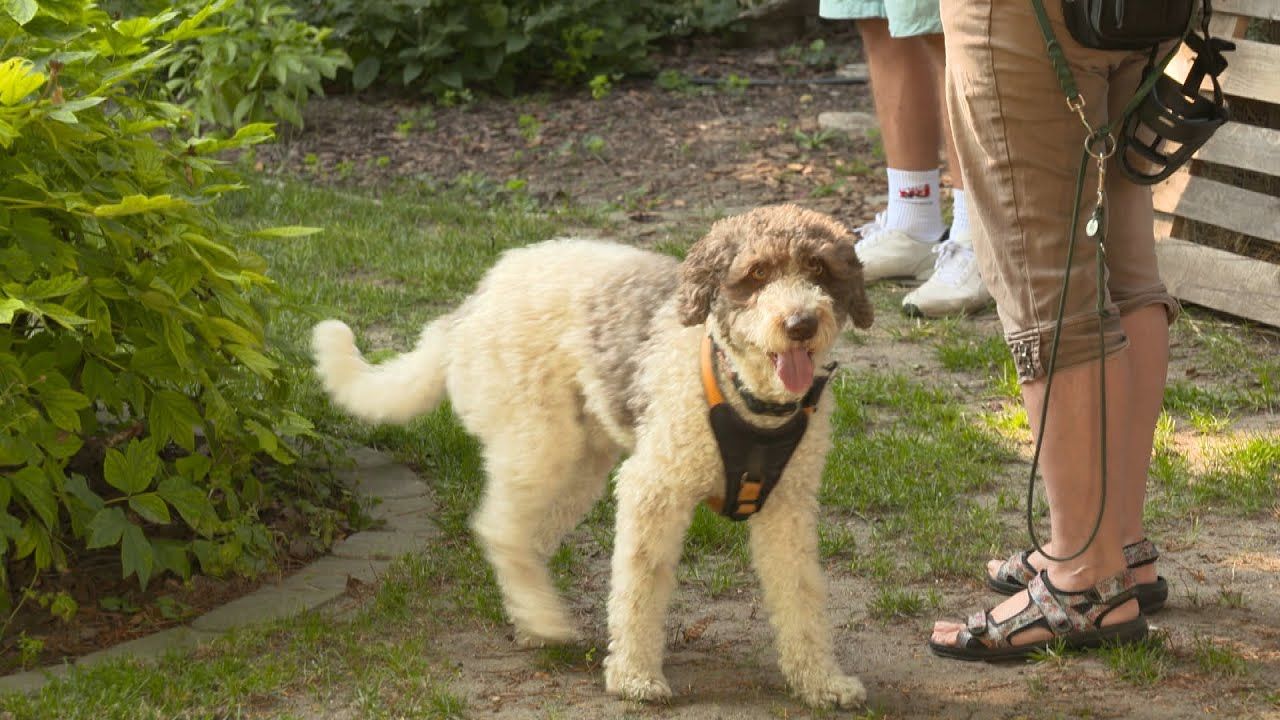 Social Walk bei pfotedrauf.at