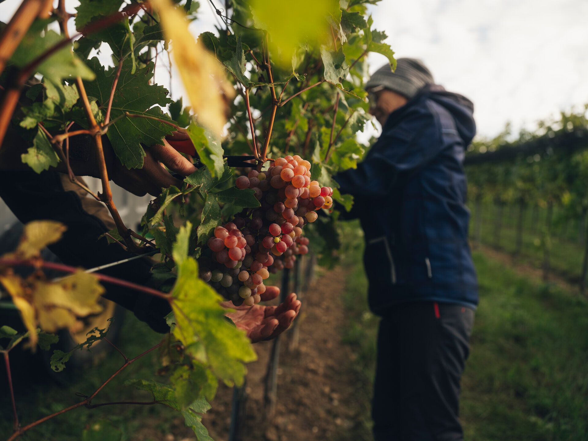 Eine Person schneidet bei der Weinlese eine helle Traube direkt vom Rebstock. Die Aufnahme entstand im Weingut Fritz in Zaussenberg am Wagram, Donau in Niederösterreich.