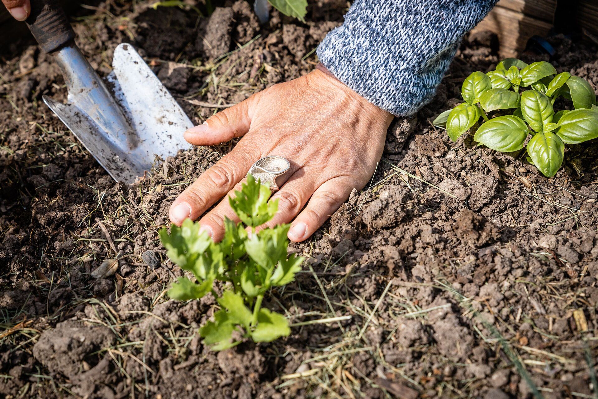 Inmitten der frischen Erde sprießen zarte Pflanzen, während die Hände eines Gärtners liebevoll die Erde bearbeiten. Der Frühling bringt neues Leben und die Vorfreude auf eine reiche Ernte. Hier, wo Natur und Leidenschaft aufeinandertreffen, entsteht ein kleines Paradies.
