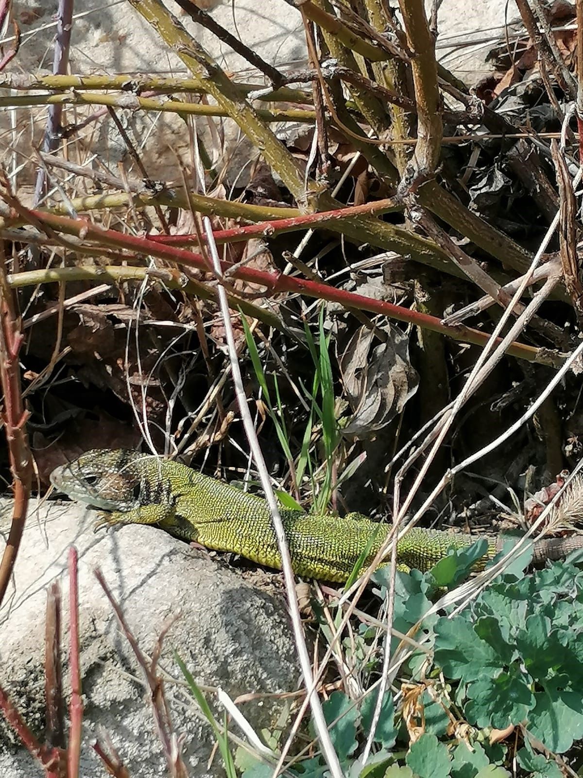 Naturschutzgebiet mit Smaragdeidechse