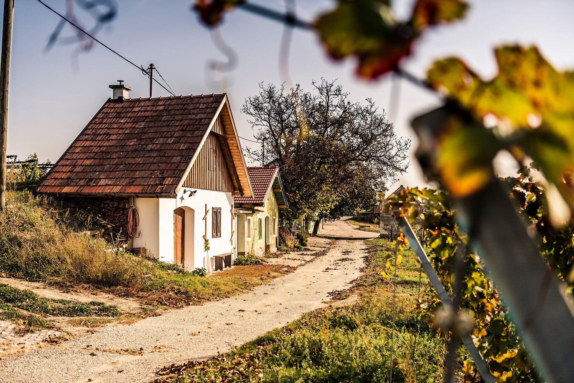 In der malerischen Herbstlandschaft von Feuersbrunn am Wagram laden sanfte Hügel und charmante, traditionelle Häuser zu einem Spaziergang ein. Die bunten Blätter der Weinreben schaffen eine stimmungsvolle Kulisse, während die klare Luft die Sinne erfrischt. Hier spürt man die Ruhe und die Schönheit der Natur in vollen Zügen.