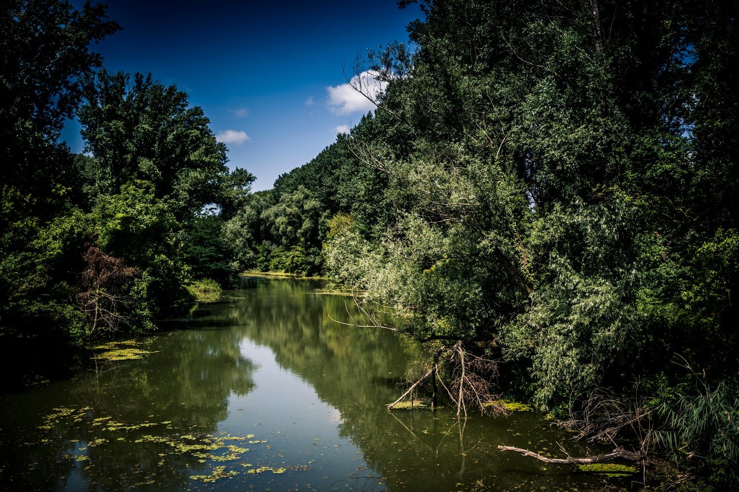 Ein ruhiger Fluss inmitten dichter, grüner Vegetation unter einem klaren blauen Himmel.