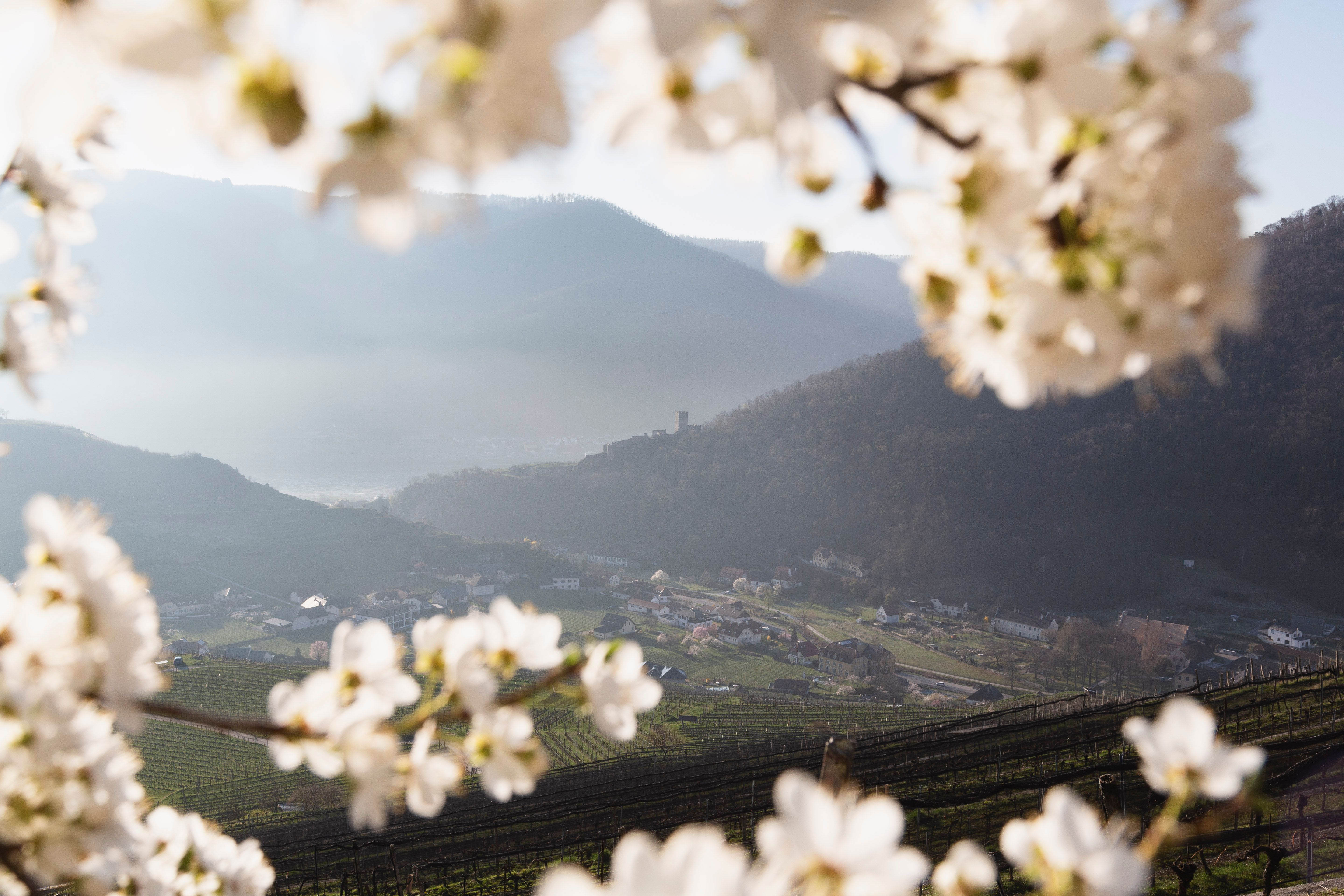 Blick auf Ruine Hinterhaus