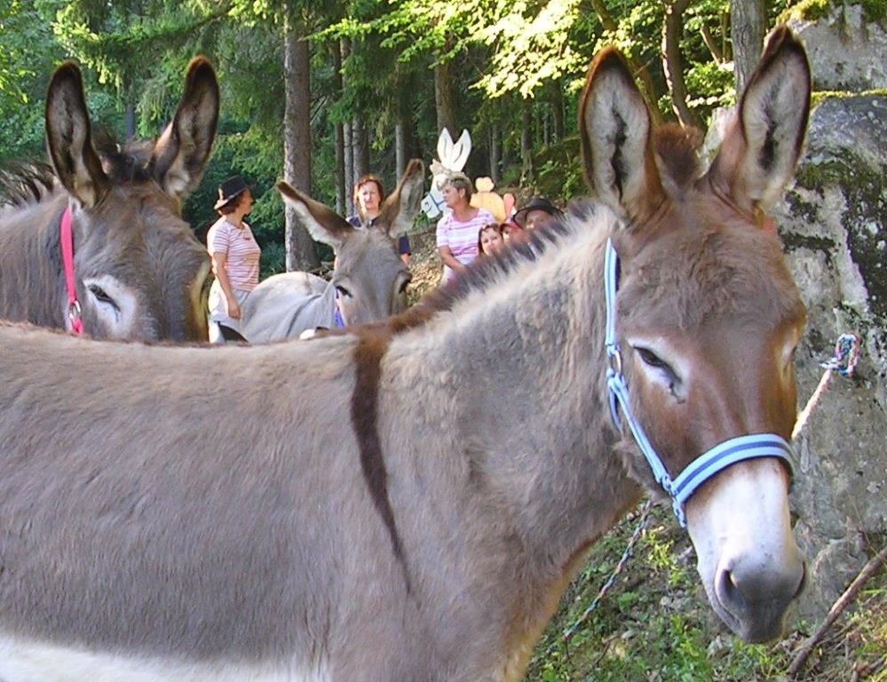 Esel mit bunten Halftern im Wald, Menschen im Hintergrund.