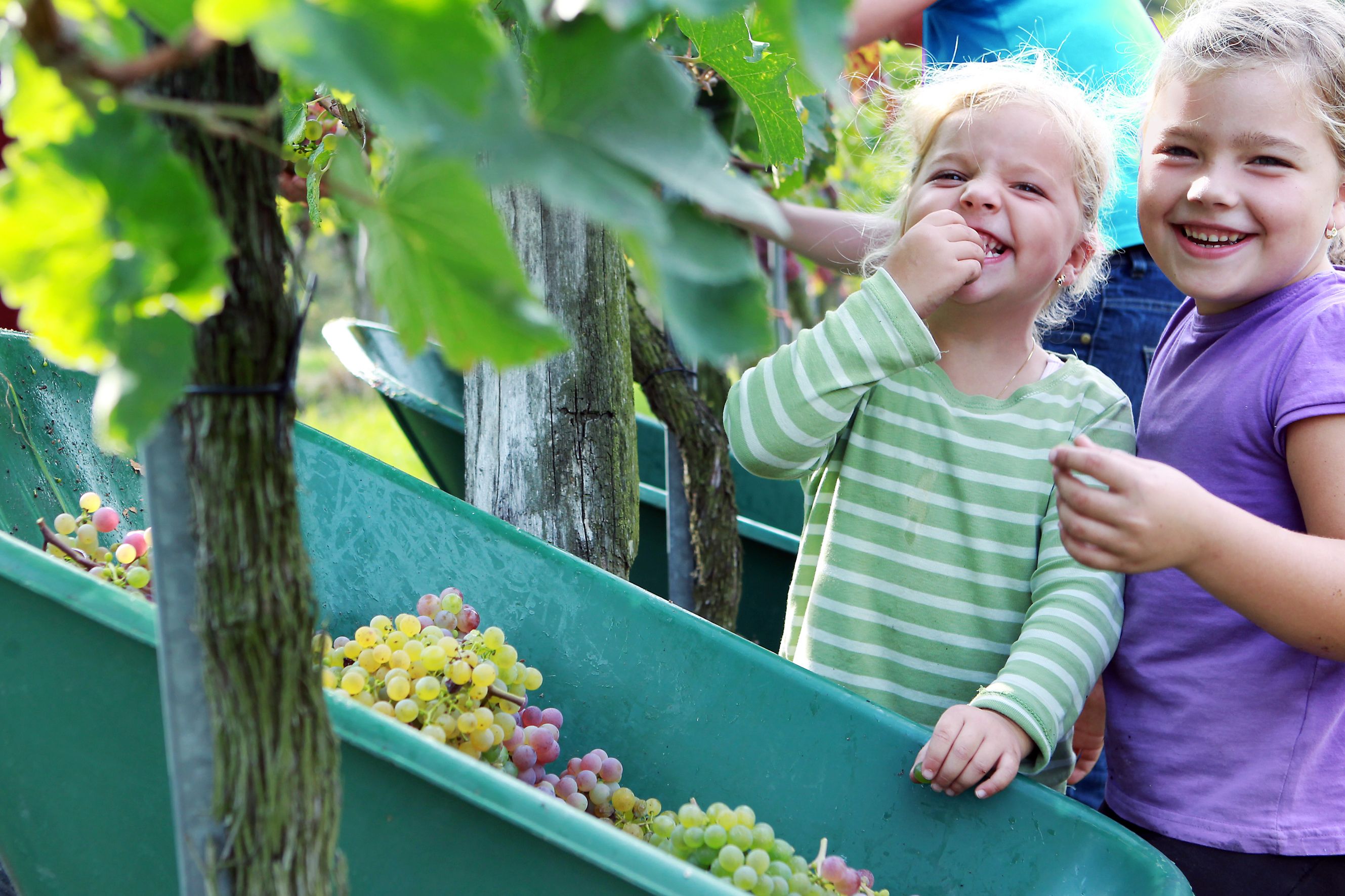 Zwei lachende Kinder im Weinberg, eines isst Trauben.