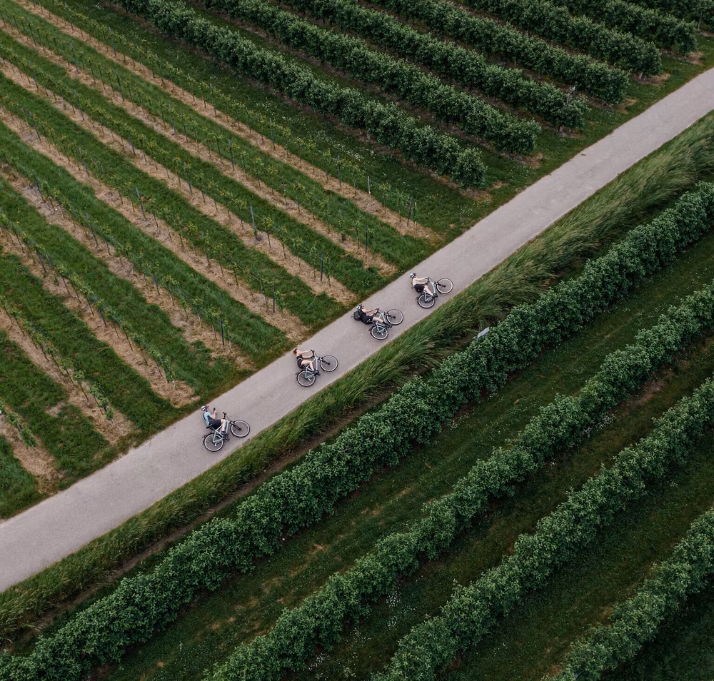 Radfahrer gleiten entspannt entlang der malerischen Weinreben, während die sanften Hügel im Hintergrund eine idyllische Kulisse bieten. Die frische Luft und die grüne Landschaft laden dazu ein, die Schönheit der Natur zu genießen und die Seele baumeln zu lassen.
