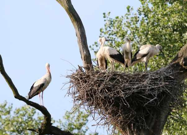 Eine Gruppe von Weißstörchen steht auf einem großen Nest in einem Baum.