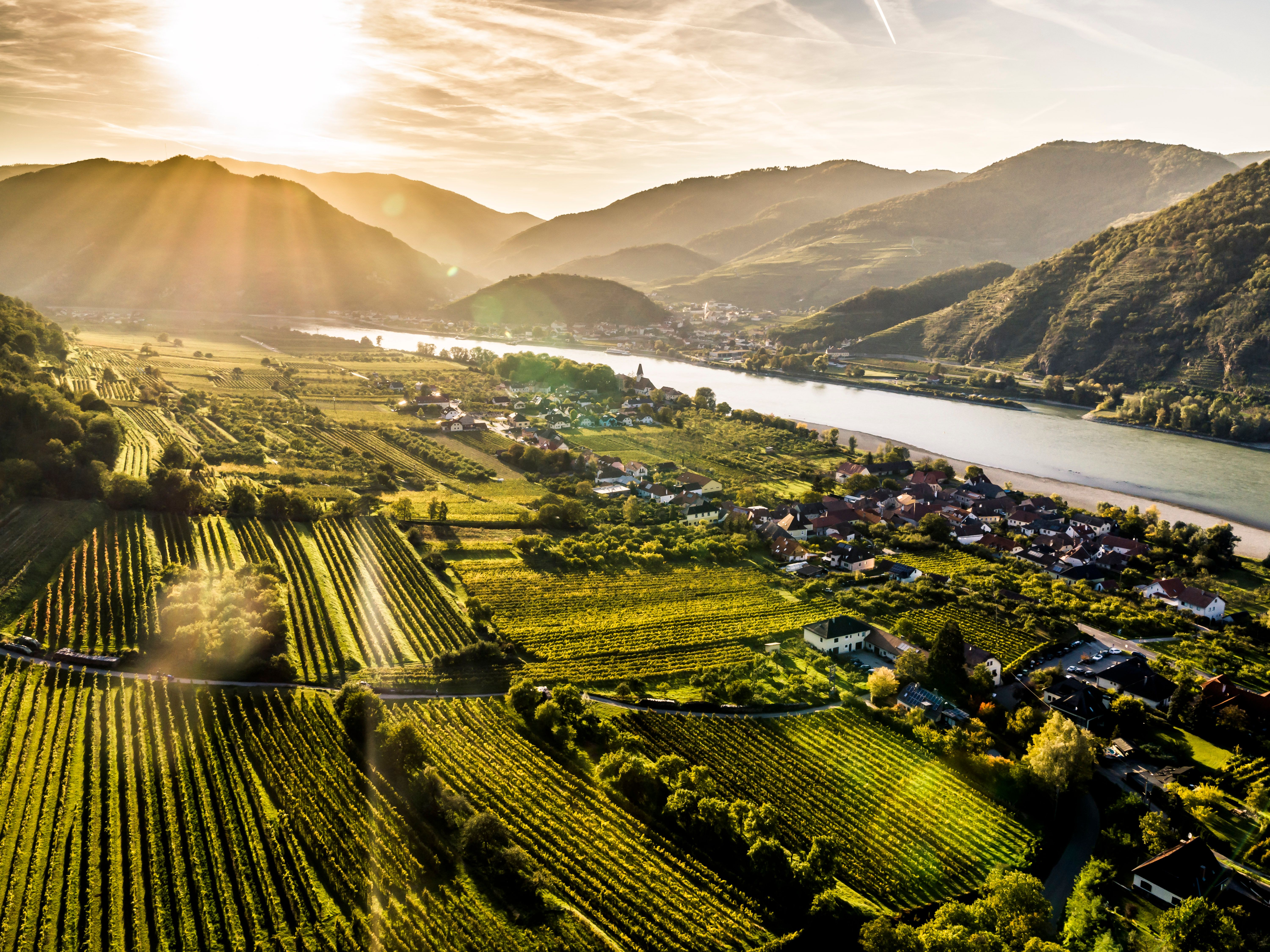 Grüne Weinrieden mit Donau im Hintergrund
