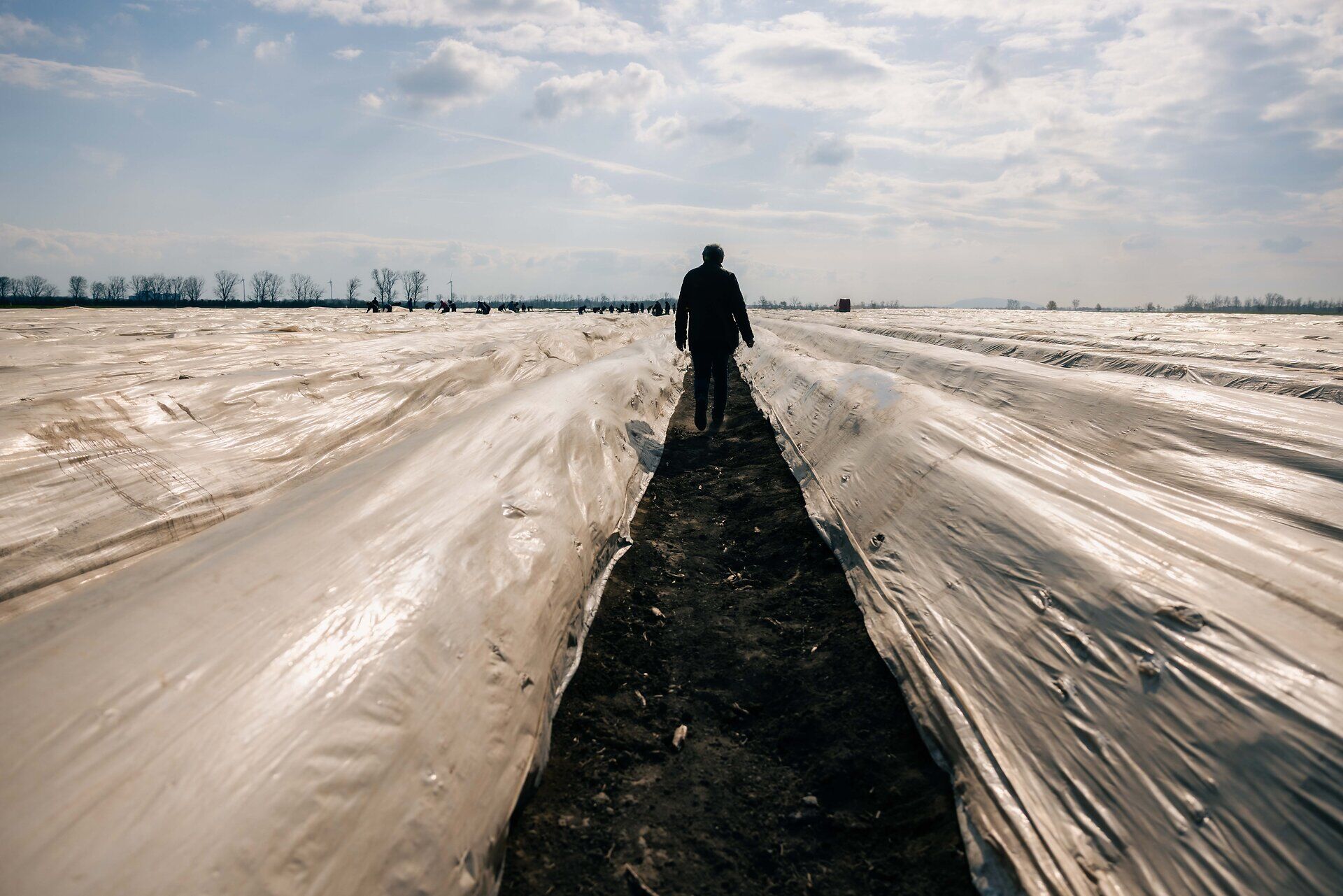 Ein Mann geht durch den Folientunnel am Spargelfeld.