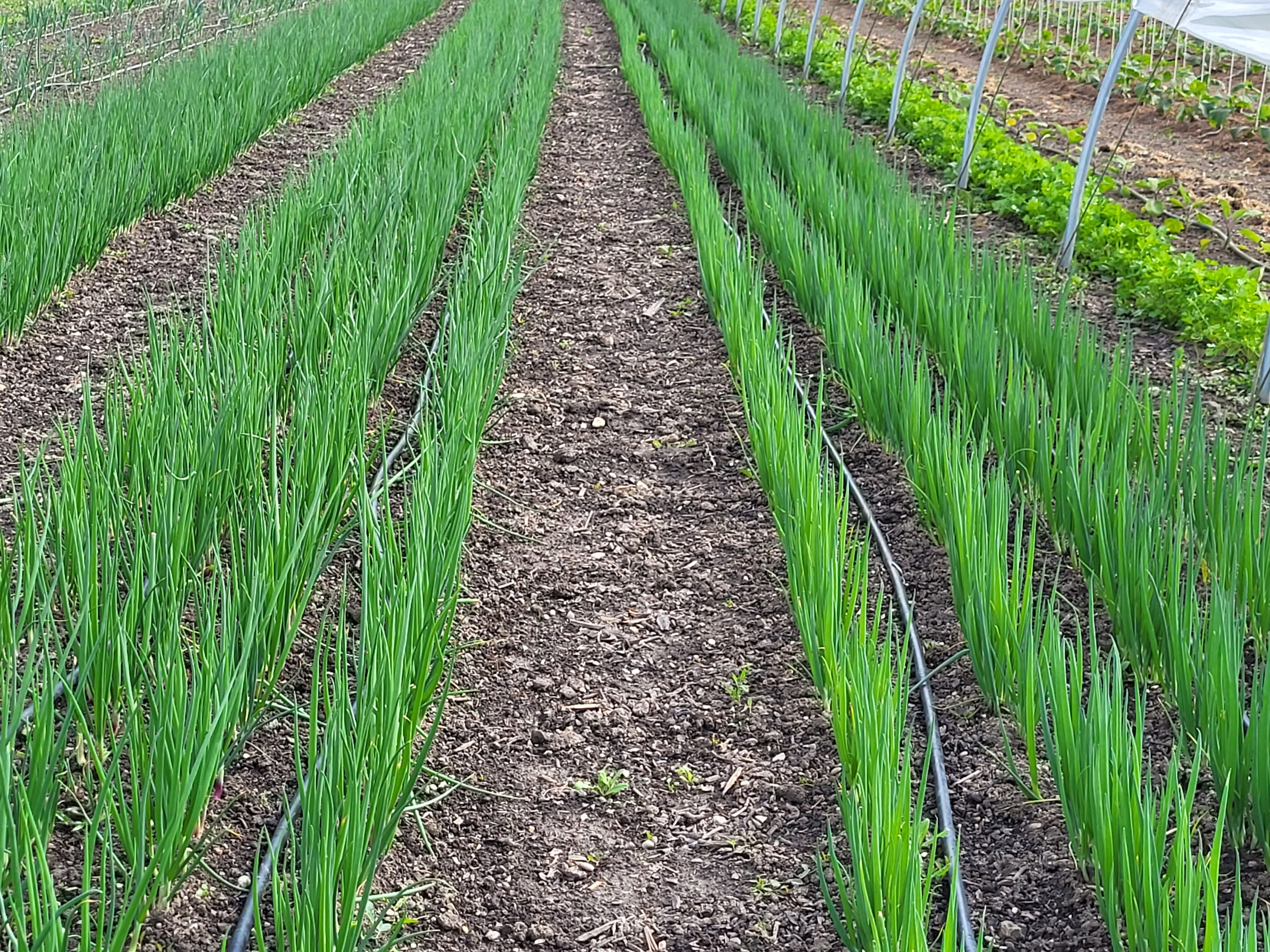 Reihenweise angebaute grüne Zwiebeln auf einem Gemüsefeld.