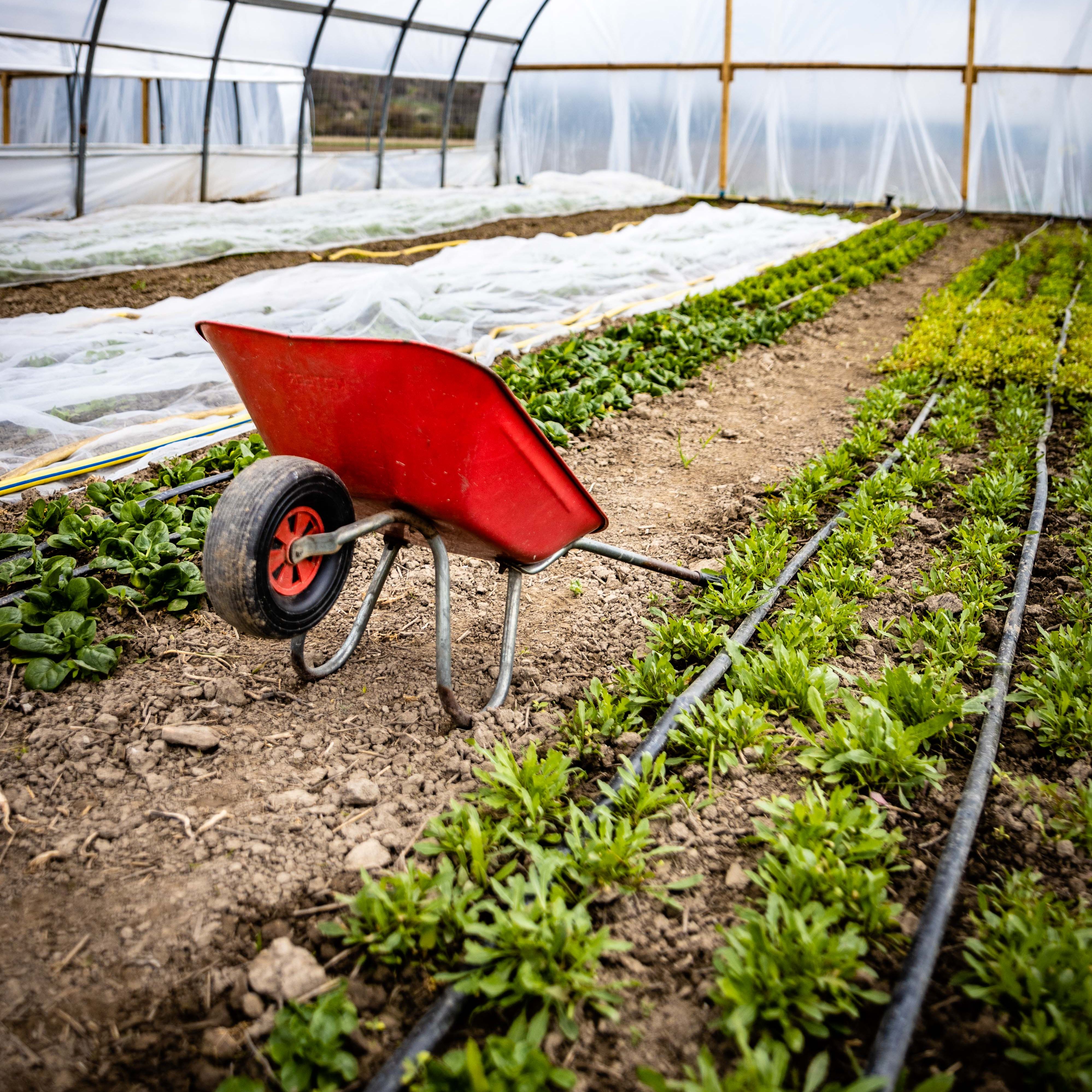 Gemüse direkt vom VFeld