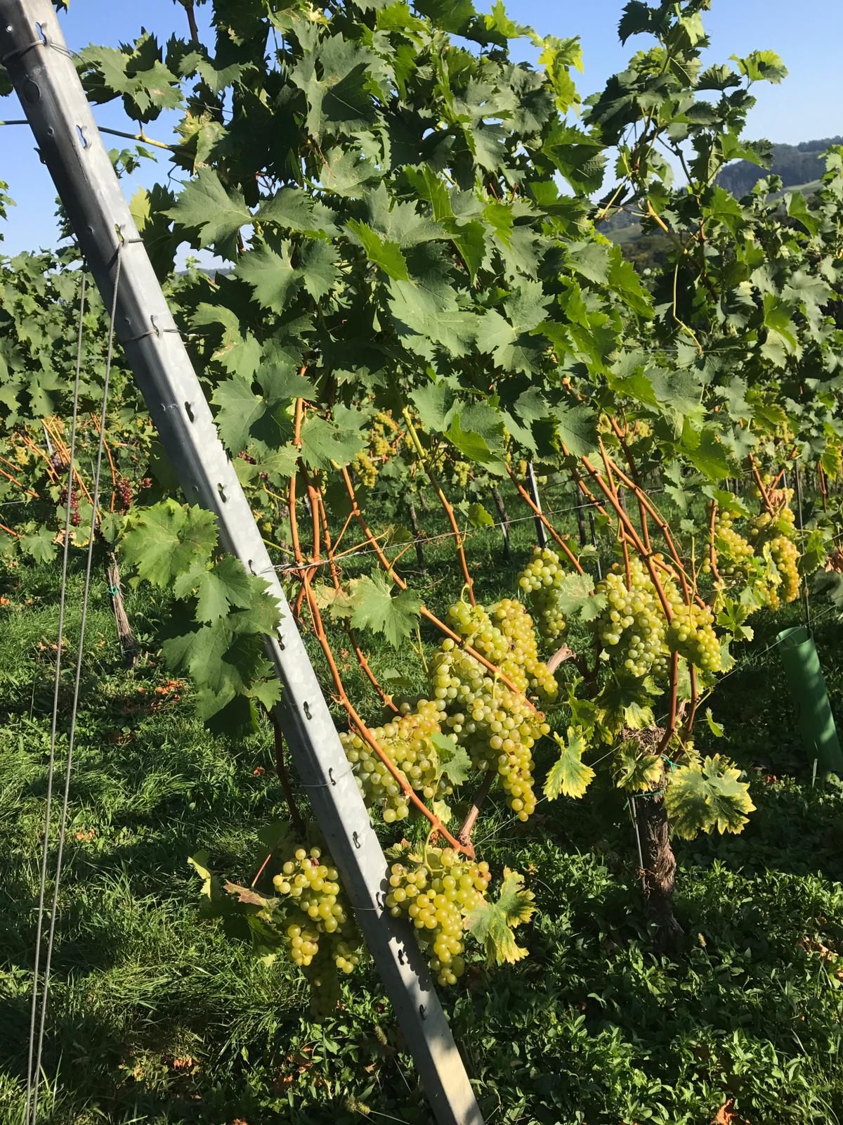 Landpension Gschwantner