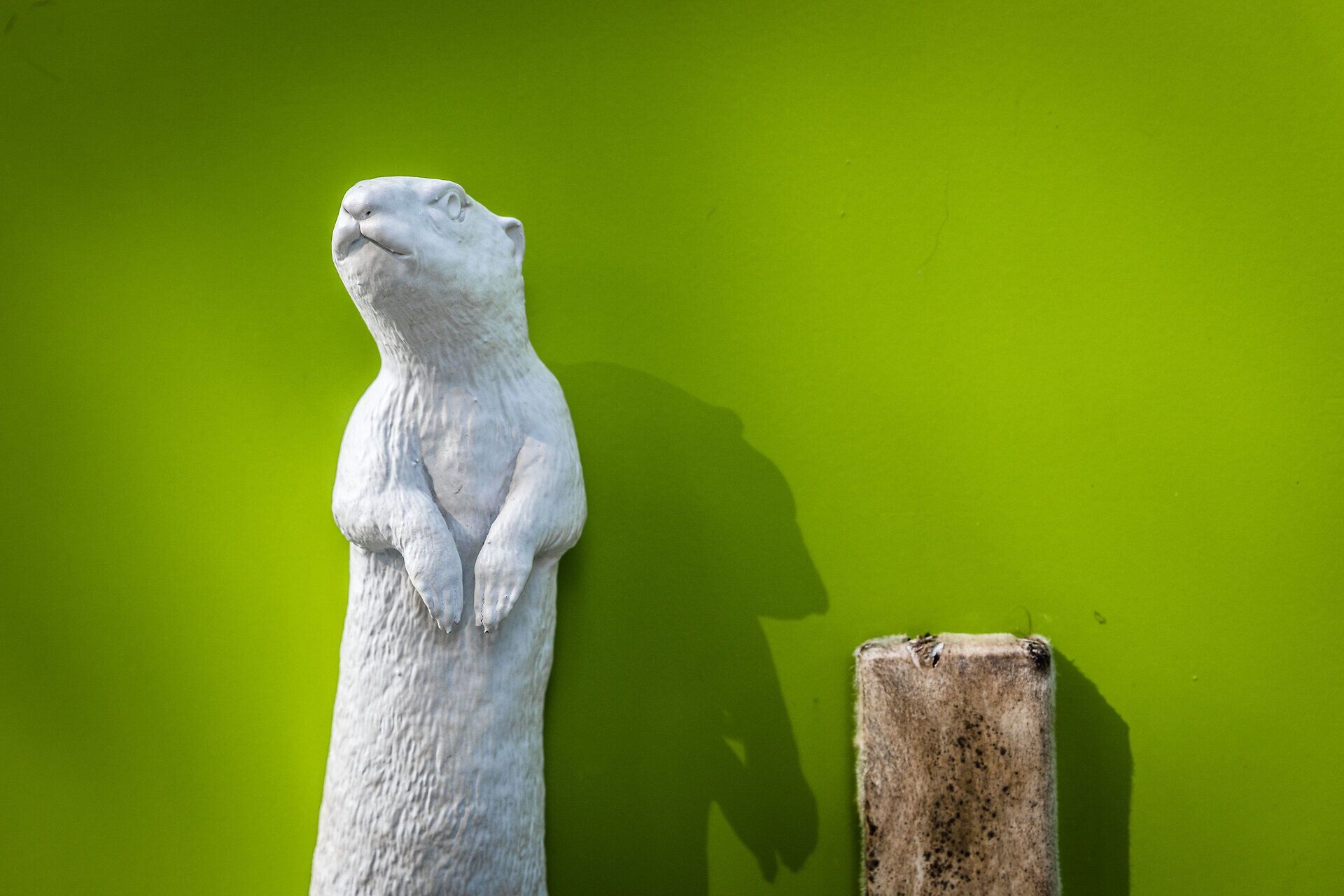 Skulptur von einem Murmeltier vor einer grünen Wand.