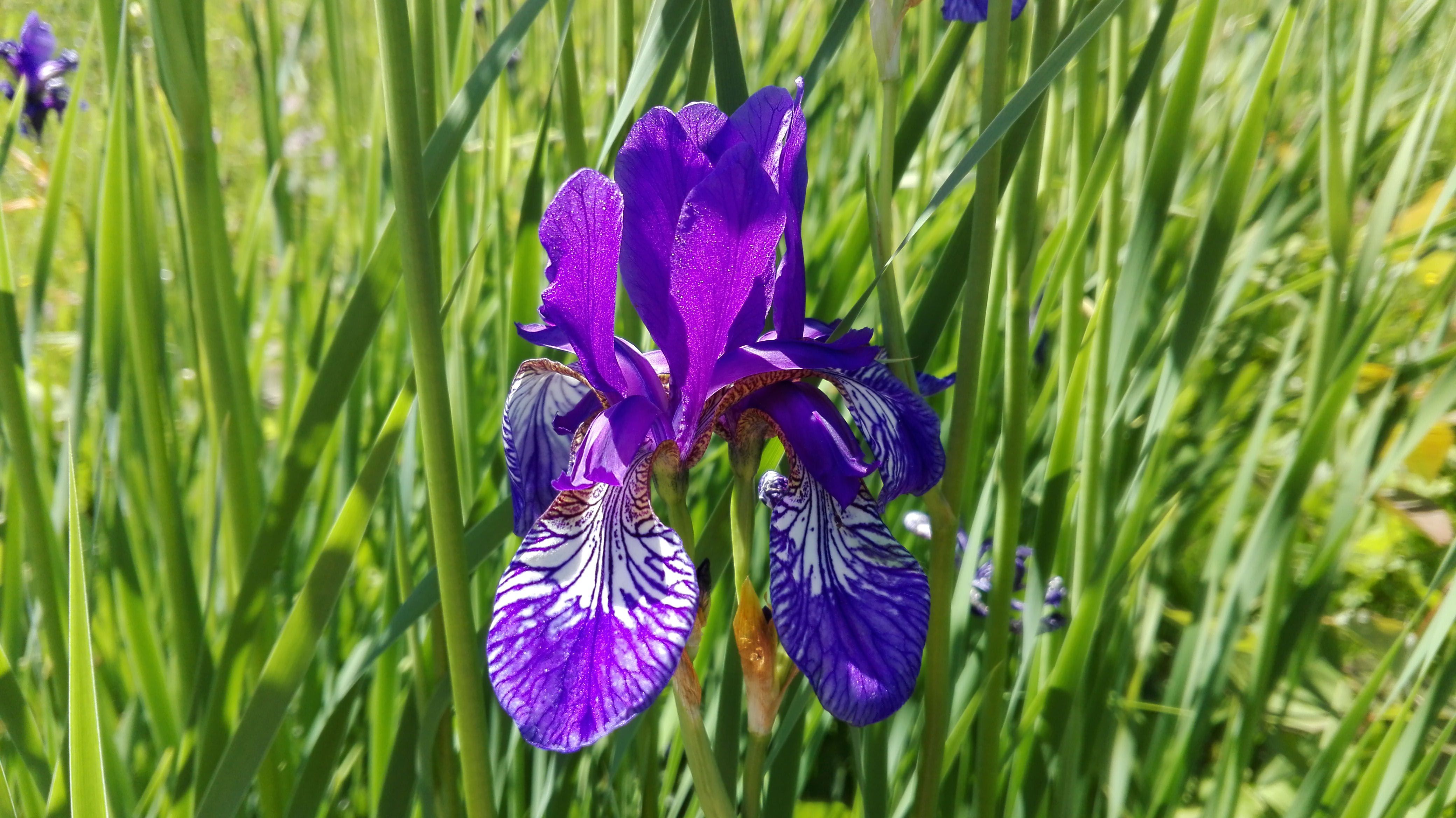 Flora im Naturpark Jauerling-Wachau
