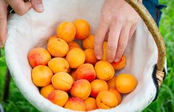 In der warmen Sonne der Wachau erstrahlen die saftigen Marillen in leuchtenden Gelbtönen. Die Erntezeit bringt fröhliche Gesichter und den süßen Duft reifer Früchte, während die Hände behutsam die köstlichen Früchte in den Korb legen. Ein unvergessliches Erlebnis für alle, die die Schönheit der Natur und die Freude am Ernten lieben.