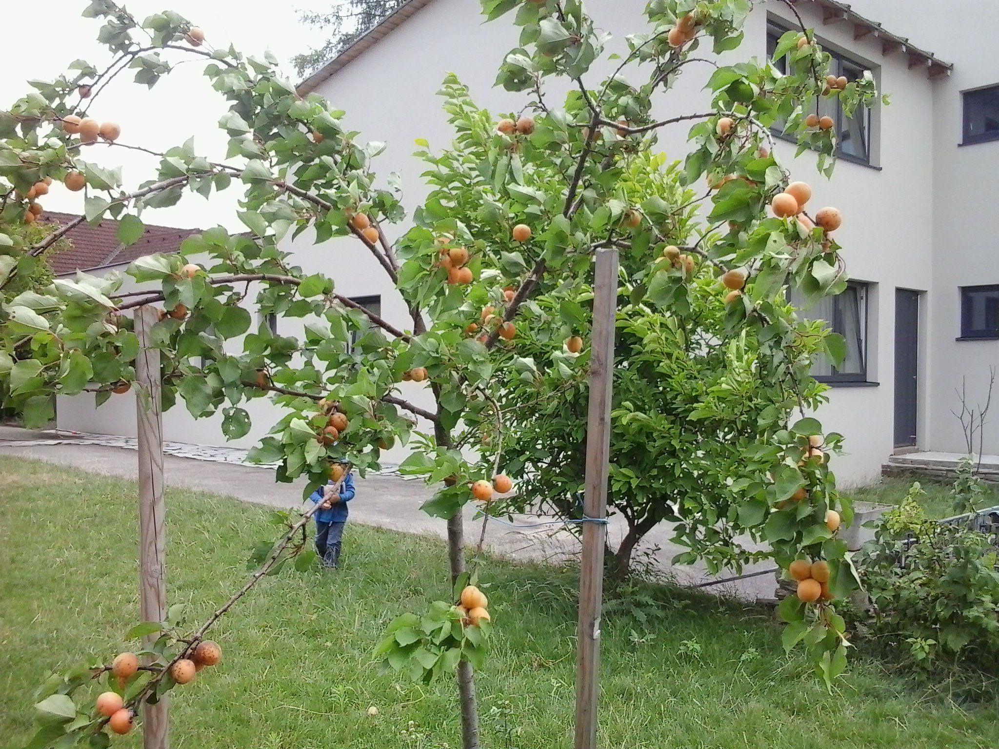 Ein Garten mit Marillenbäumen vor einem modernen Haus.