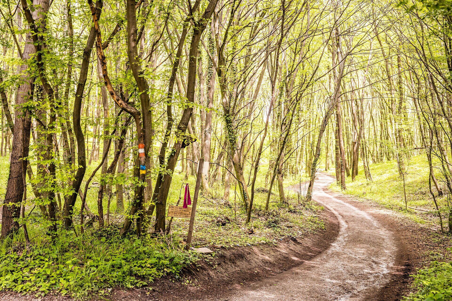 Waldweg, umgeben von grünen Bäumen.